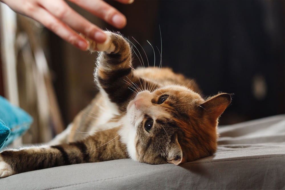 Neue katze kennenlernen