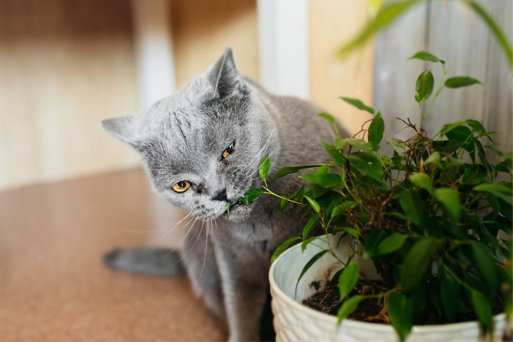 Ficus giftig für Katzen? Das müssen Sie wissen