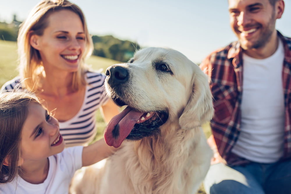 Familienhunde Top 10 Hunderassen für Familien🐶🐕
