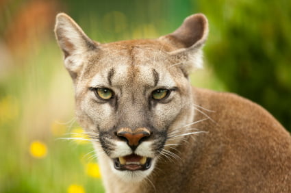 Puma Reizt Einen Schwanz Puma Reizt Einen Schwanz