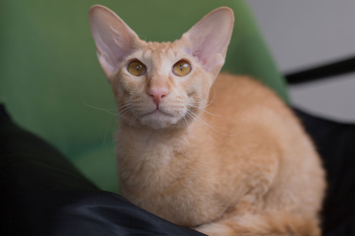 Die 5 teuersten Katzenrassen der Welt | herz-fuer-tiere.de