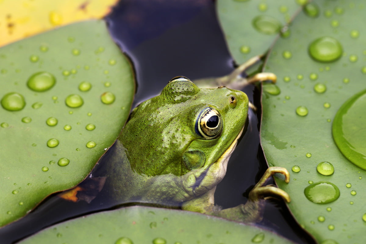 Biotop im eigenen Garten Einen Gartenteich anlegen
