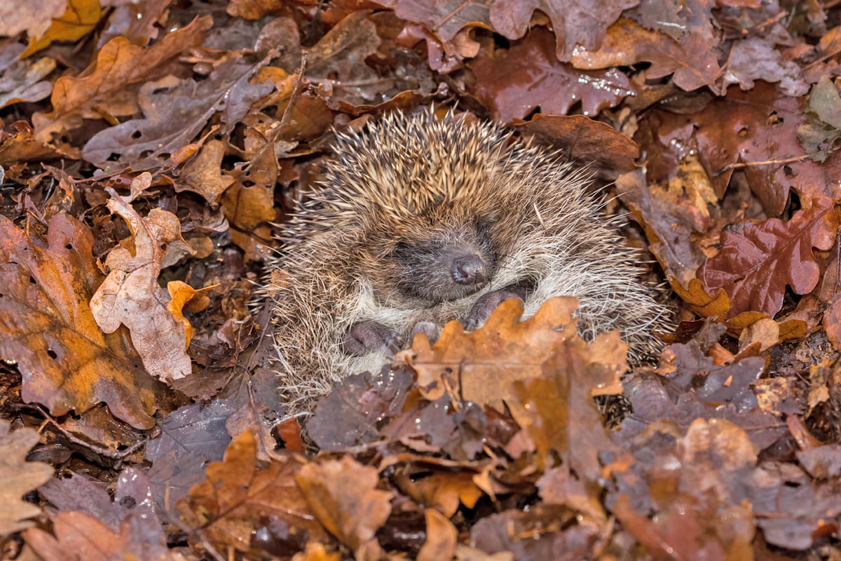 Igel überwintern So helfen Sie Igeln im Winter