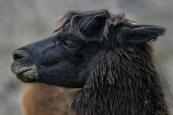 Alpaka | Alle Infos im Steckbrief | herz-fuer-tiere.de