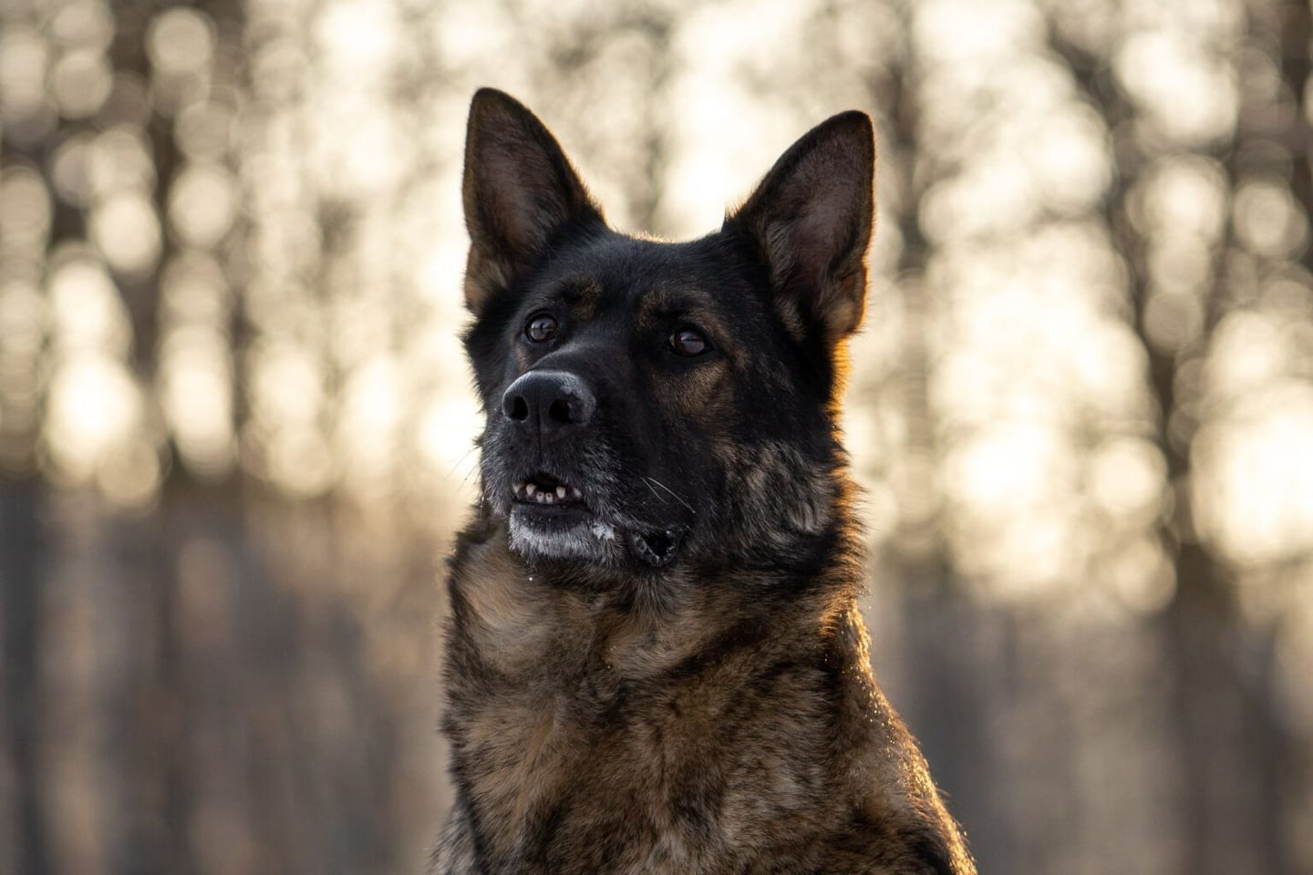 Diese Hunde aus dem Tierheim Chemnitz suchen ein neues Zuhause