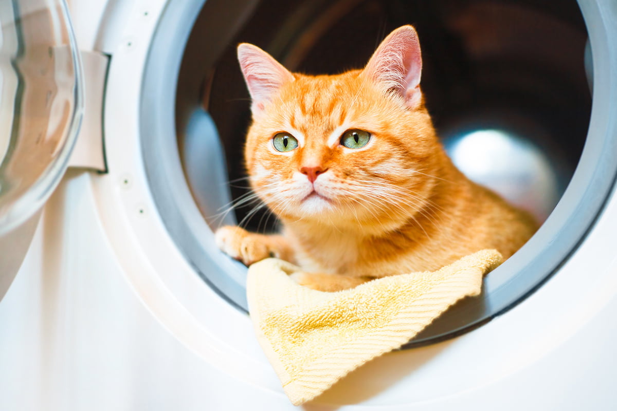 Kater in der Waschmaschine geschleudert
