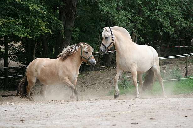 Fremdes pferd kennenlernen