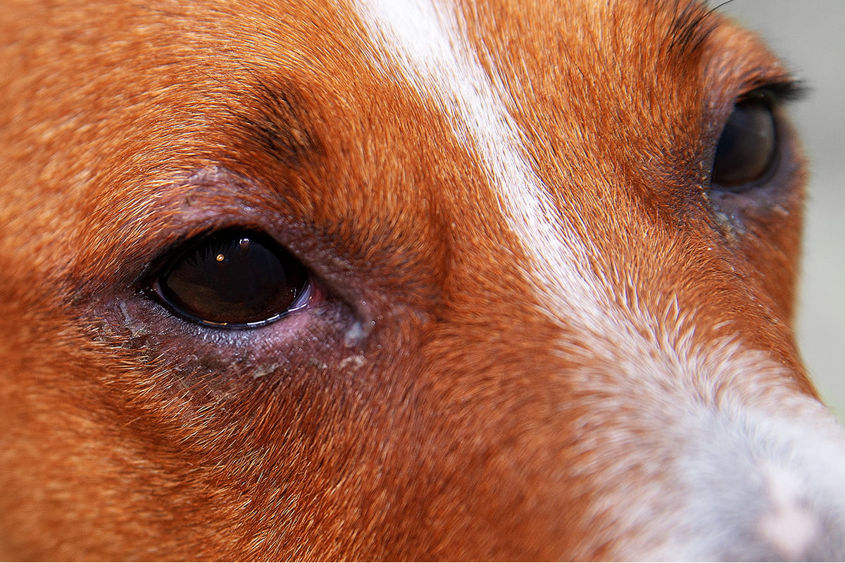 Bindehautentzündung beim Hund herzfuertiere.de