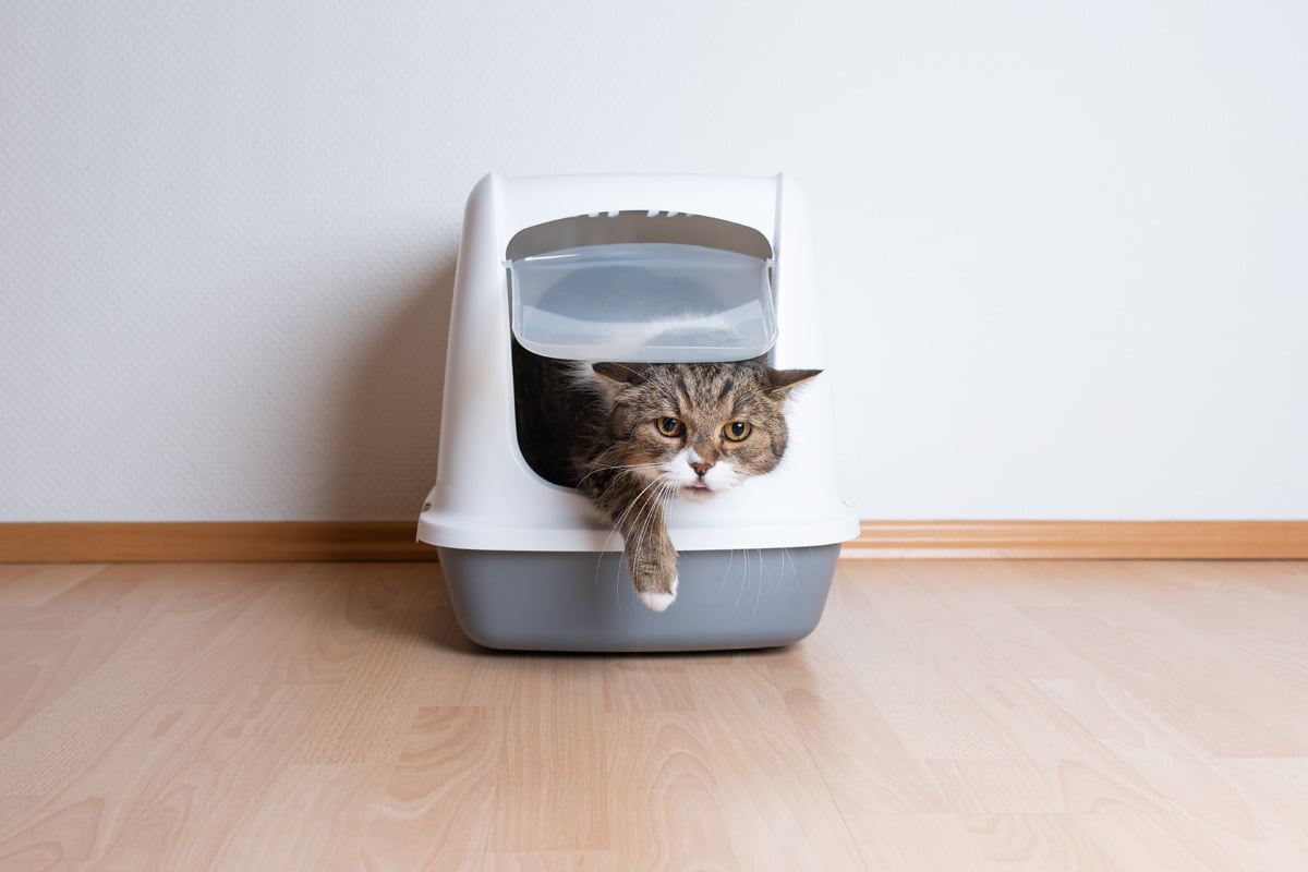 Wie unabhängig ist Ihre Katze? Machen Sie den Test! | herz-fuer-tiere.de