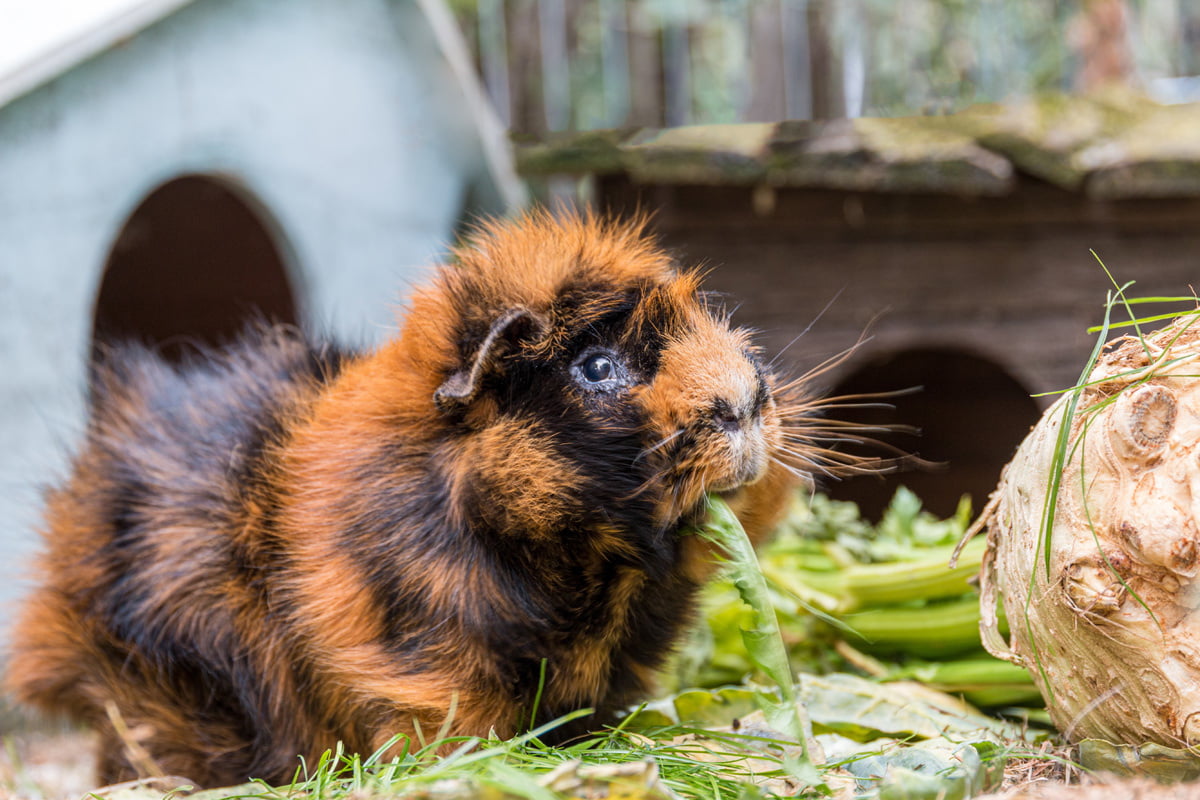 Haltung von Meerschweinchen