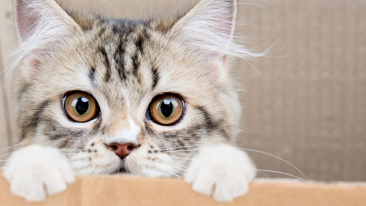 Katzenspiele Für Katzen Katzenspiele Für Katzen