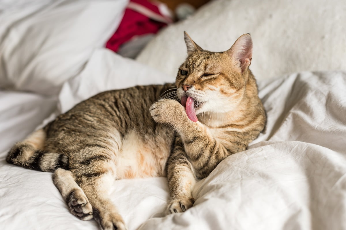 Katzenname Katzenname