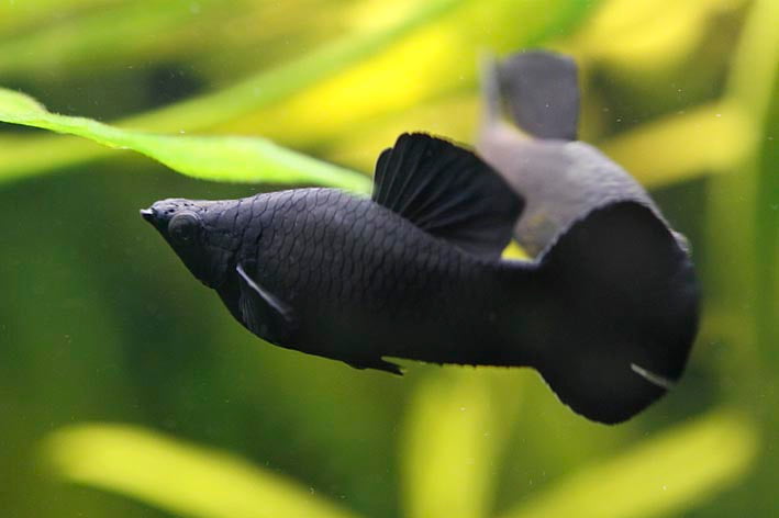 Black Molly Alle Infos im Steckbrief herzfuertiere.de
