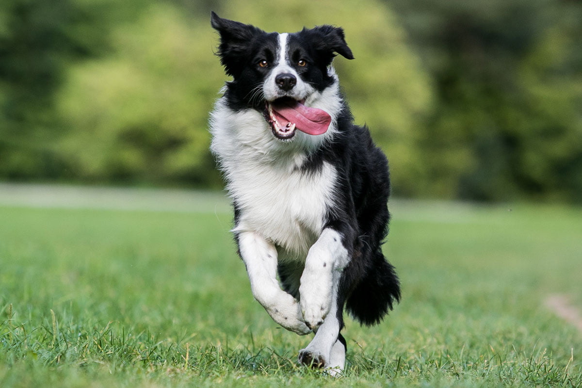 Border Collie Eigenschaften Border Collie Eigenschaften