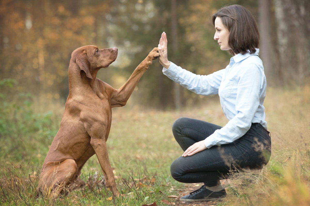 Hundehalter kennenlernen