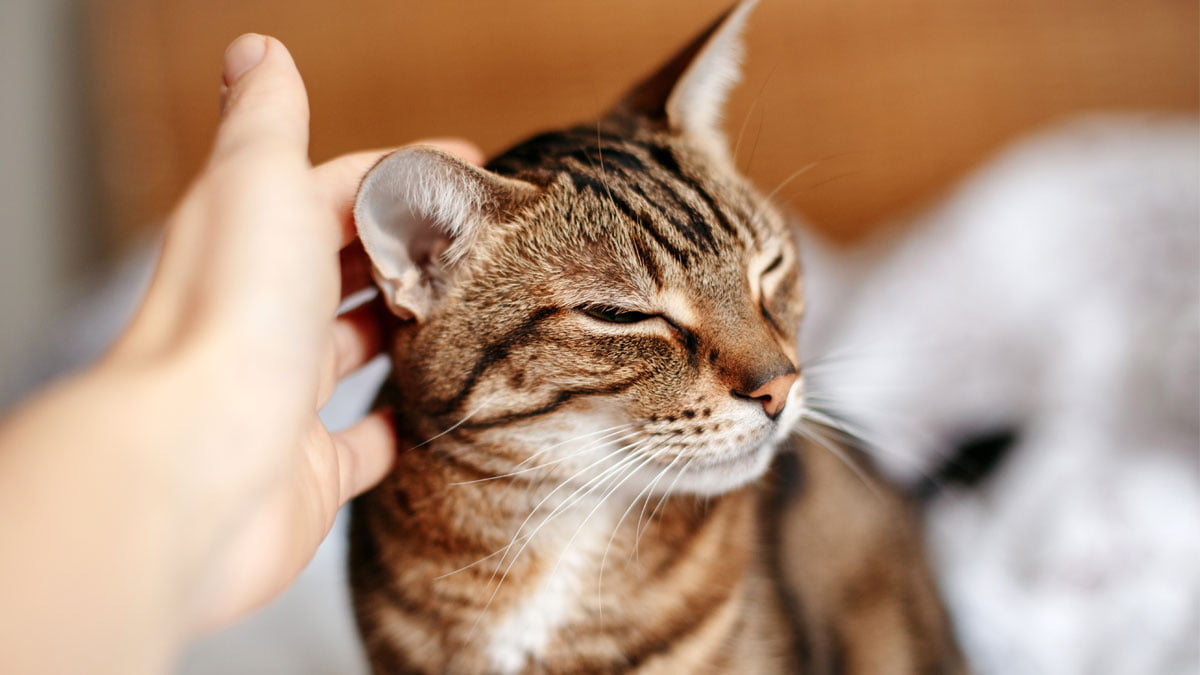 Katze Zubereiten Katze Zubereiten