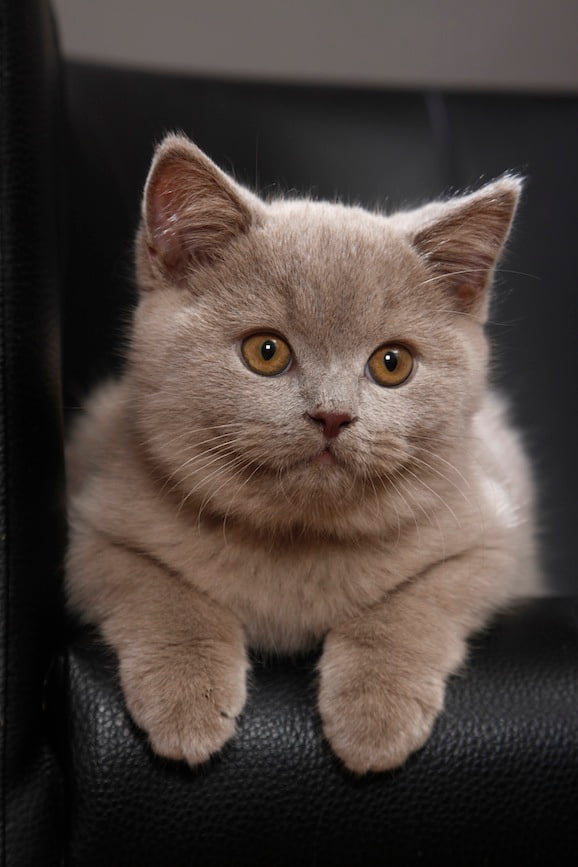 Katzenname Katzenname