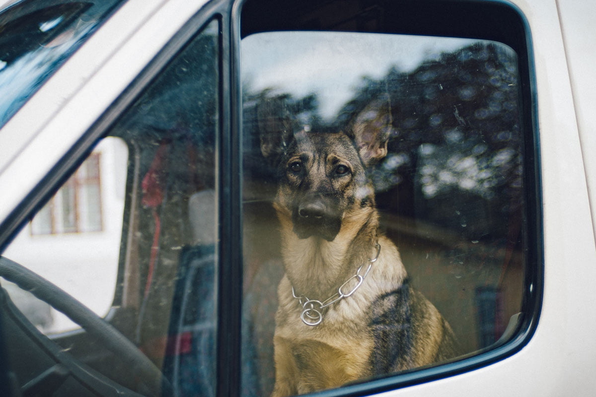 anzeichen hund stirbt