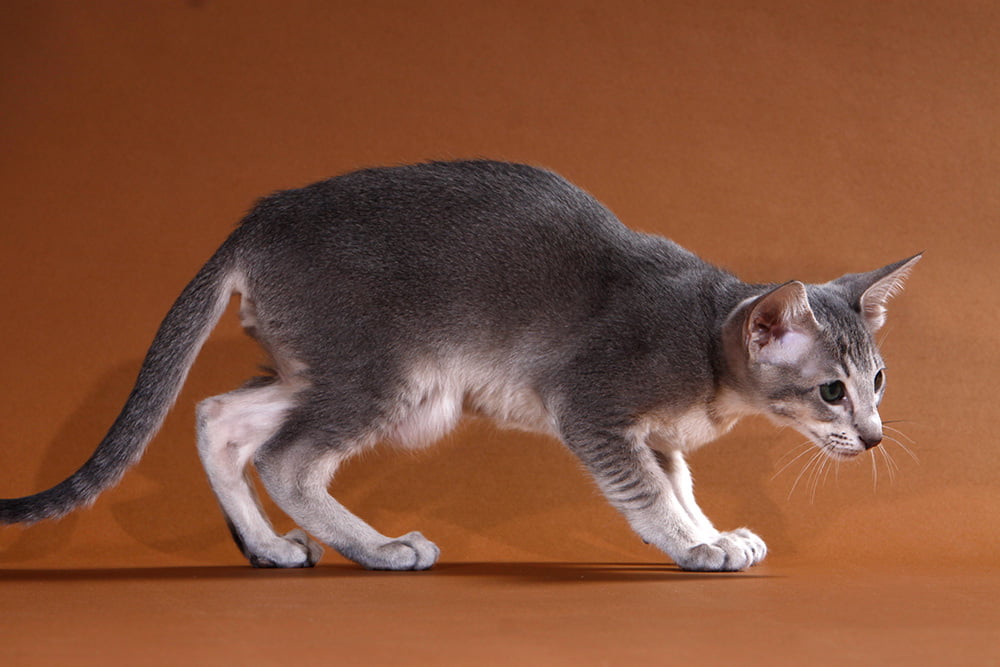 Katzen - cover