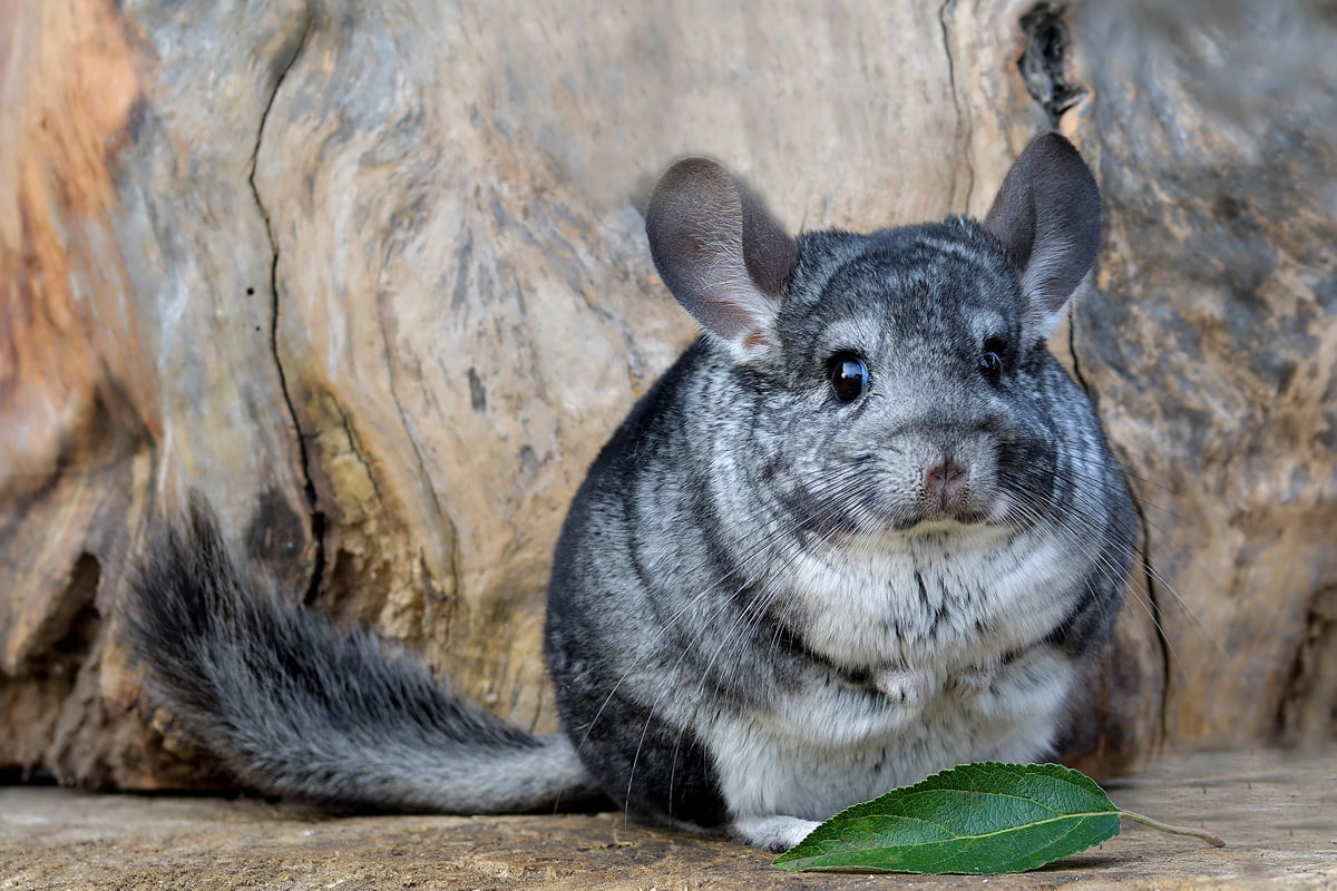 Körper- und Lautsprache von Chinchillas | Herz für Tiere | herz-fuer