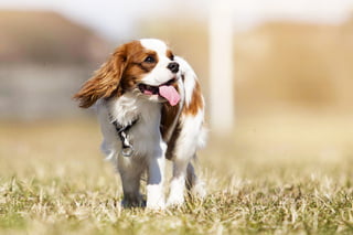 51+ Familienhund Für Kleinen Garten, Die besten familienhunde für
