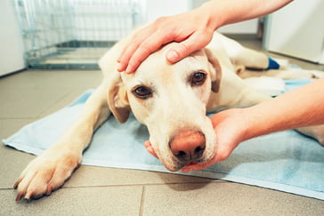 Narkose Hund Nachwirkungen Narkose Hund Nachwirkungen