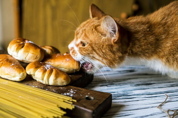 Lavendel giftig für Katzen? Das müssen Sie wissen