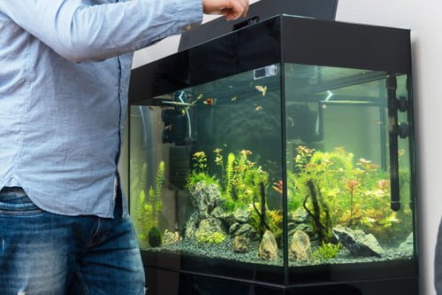 Algen-Probleme im Aquarium beheben | herz-fuer-tiere.de