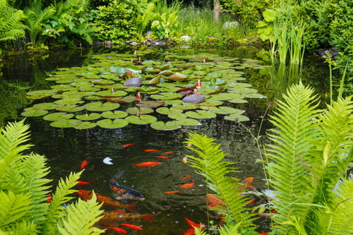 Biotop im eigenen Garten Einen Gartenteich anlegen