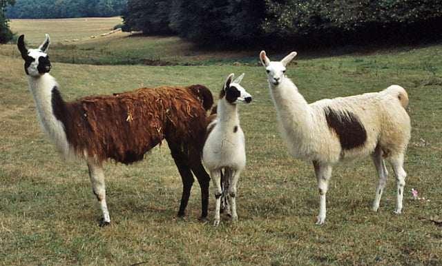 Lamas | Alle Infos im Rasseporträt | herz-fuer-tiere.de