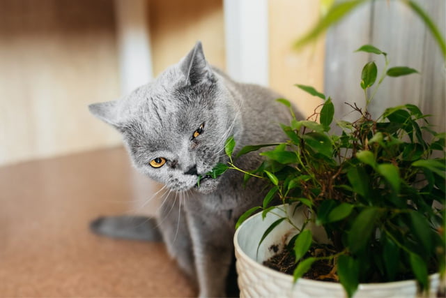 56+ Frauenhaarfarn Giftig Für Katzen, Als gering toxisch werden