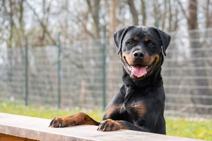 Diese Hunde aus dem Tierheim Chemnitz suchen ein neues Zuhause